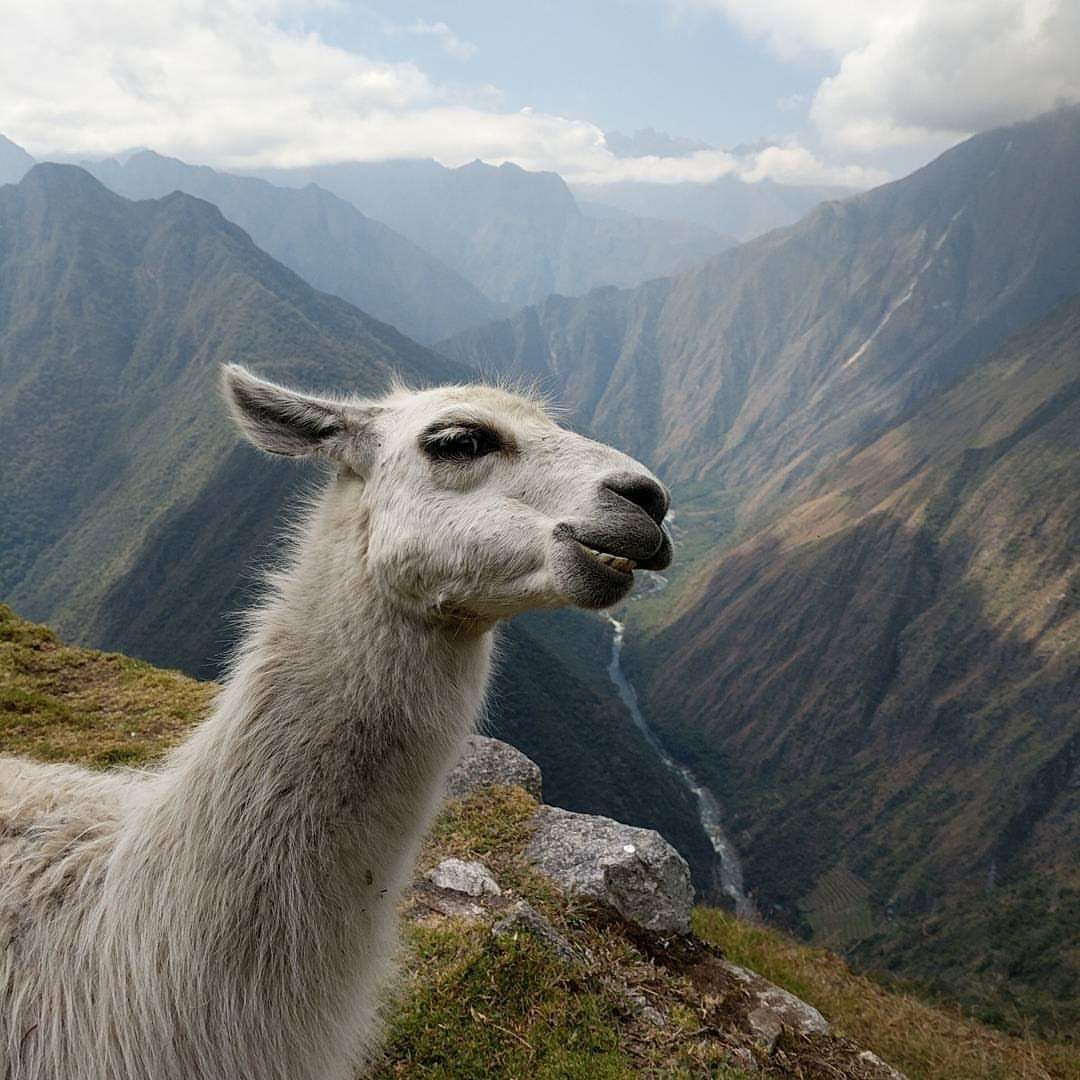 Llama On Inca Trail