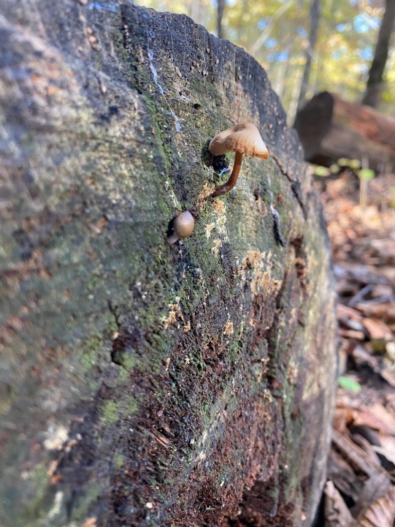 Mushrooms On Tree Stump